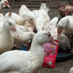 Grand Humivet : Solution Naturelle et Biologique