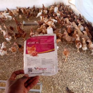 Grand Humivet : Optimisez la Santé et la Productivité de Votre Bétail avec l'Acide Humique