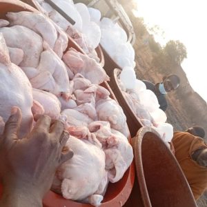 Poulets Frais Élevés avec Grand Humivet - Qualité Supérieure & Promo Fin d'Année