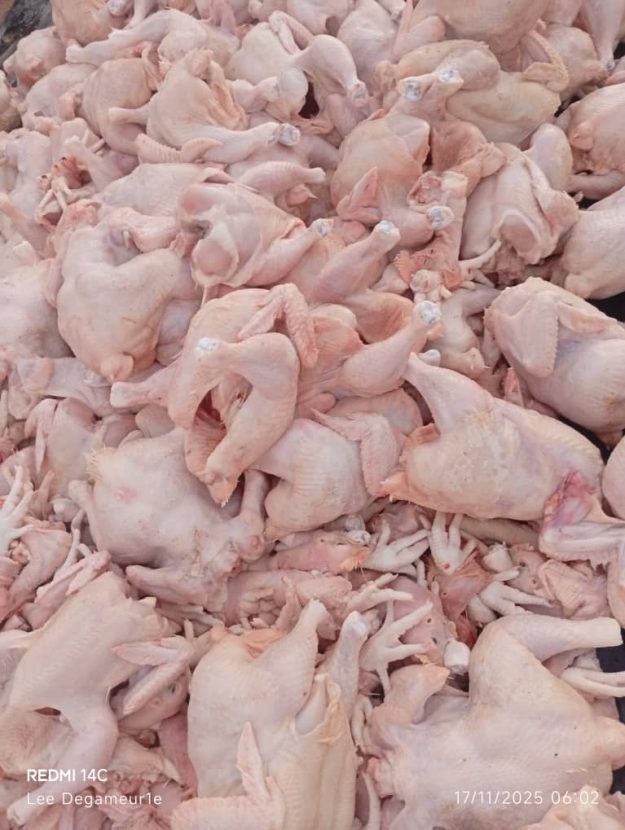 Poulets Frais de Qualité Supérieure - Garantie Grande Humivet & Économies