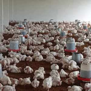 Grand humivet, un excellent produit biologique