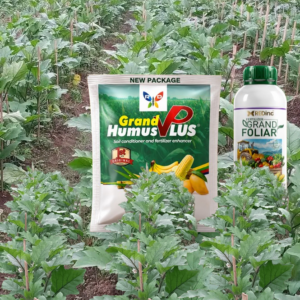 Grand humus plus : engrais organique pour tout type de culture