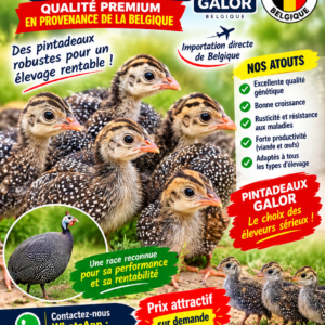 Pintadeaux galors