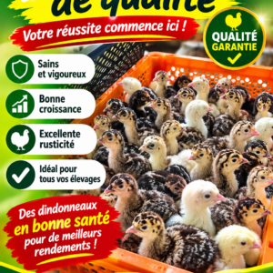 Dindonneaux