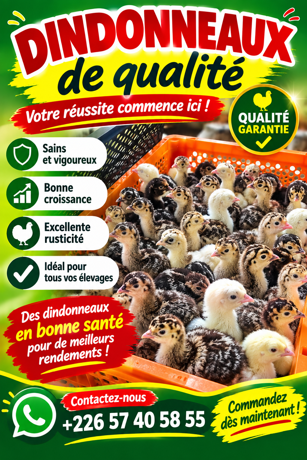 Dindonneaux